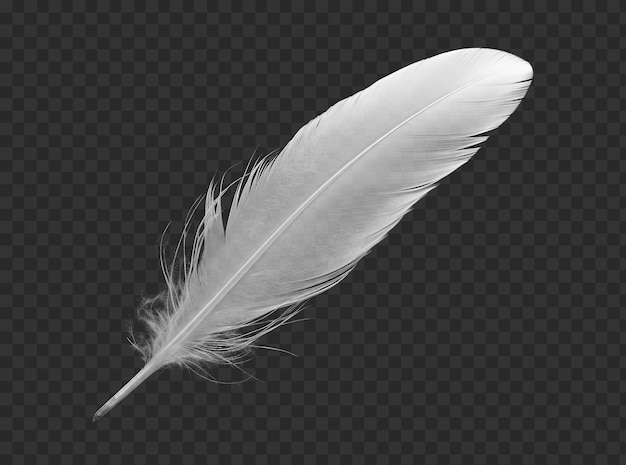 Feather isolated on transparent background png psd