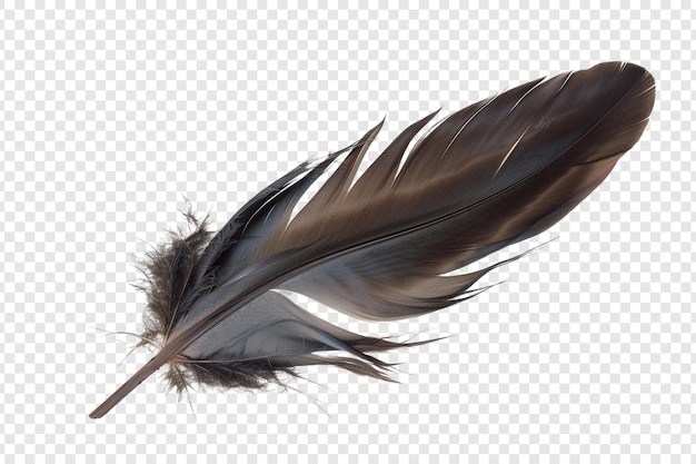 PSD feather isolated on transparent background