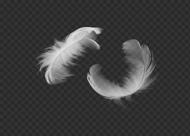 Feathers isolated on transparent background png psd