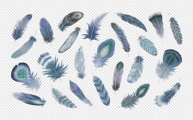 Feathers Watercolor Clipart