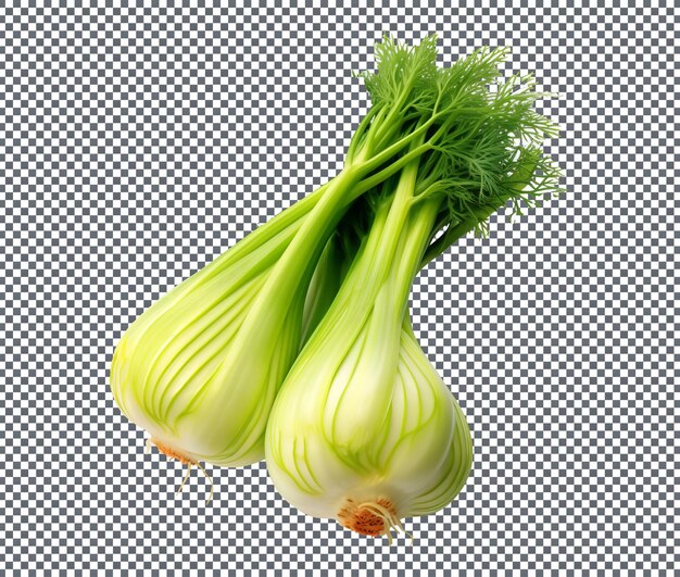 Fennel isolated on transparent background