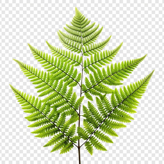 PSD fern flower isolated on transparent background