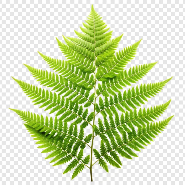 PSD fern flower isolated on transparent background