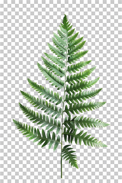 PSD fern leaf isolated on transparent background