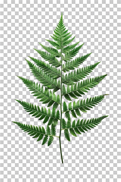 PSD fern leaf isolated on transparent background