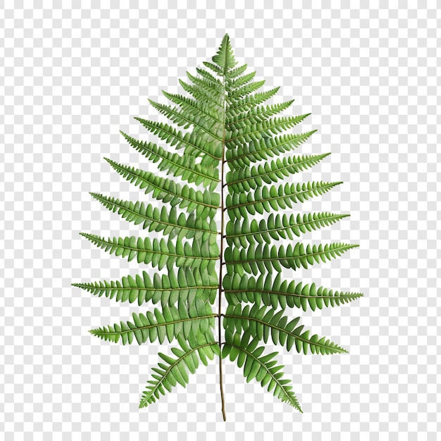 Fern Leaf Isolated on White Background