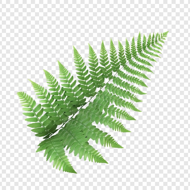 PSD fern leaf isolated on white background