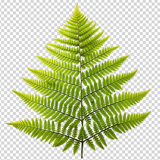 PSD fern leaf plant isolated on white background