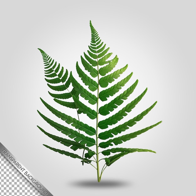 fern leaf transparent background