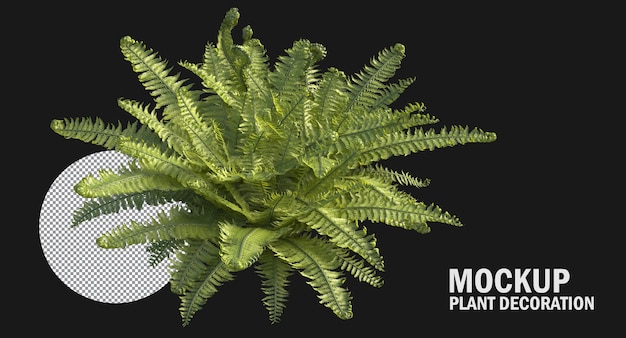 Fern plants isolated , Variety of small plants isolated small plants clipping path