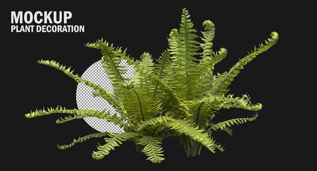 Fern plants isolated , Variety of small plants isolated small plants clipping path