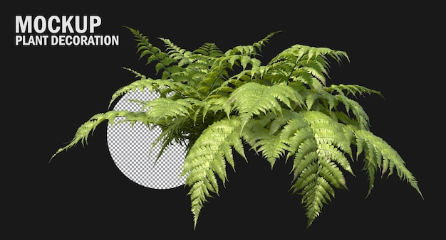 Fern plants isolated , Variety of small plants isolated small plants clipping path