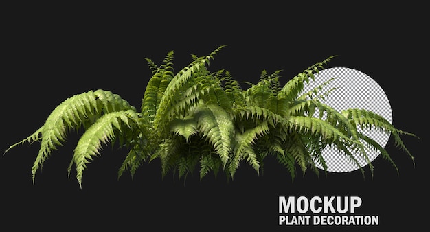 Ferns isolated, Variety of small plants clipping path