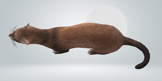 Ferret isolated on a Transparent Background