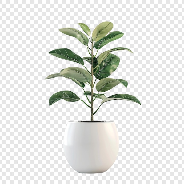 PSD ficus lyrata plant in a white pot