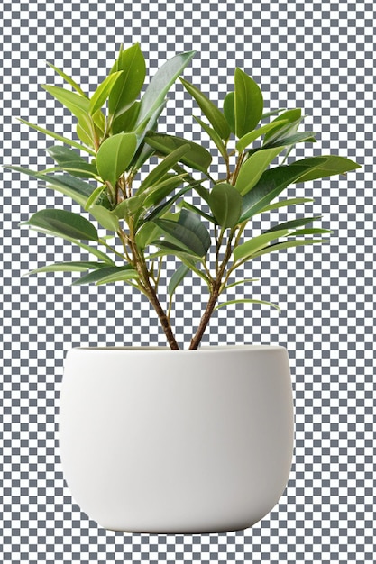 Ficus in a pot