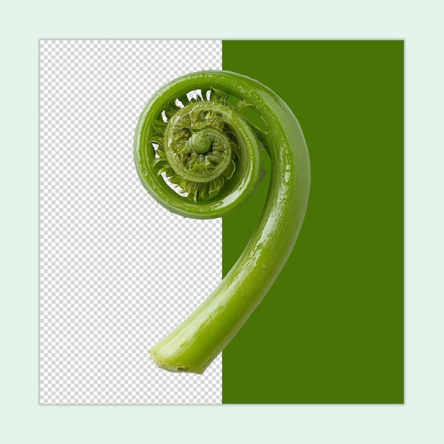 PSD fiddlehead greens psd fiddlehead vegetable isolated