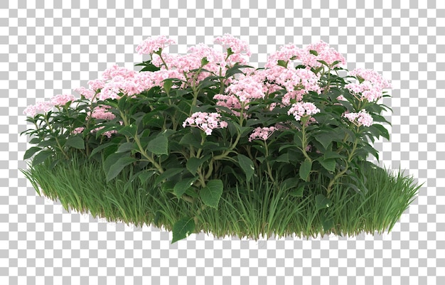 Field of flowers on transparent background. 3d rendering - illustration