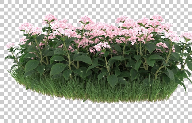 Field of flowers on transparent background. 3d rendering - illustration