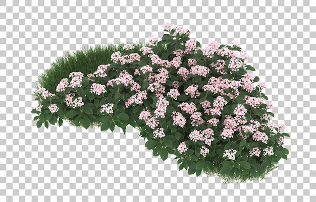 Field of flowers on transparent background. 3d rendering - illustration