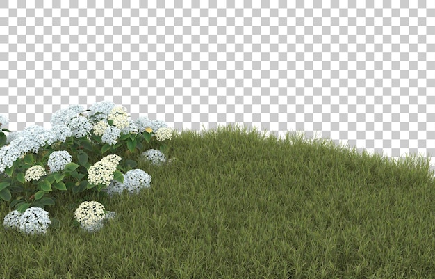 Field of grass with flowers on transparent background. 3d rendering - illustration