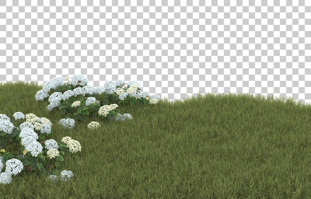 Field of grass with flowers on transparent background. 3d rendering - illustration