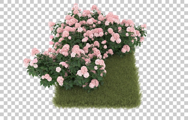 Field of grass with flowers on transparent background. 3d rendering - illustration