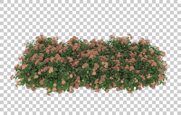 Field of grass with flowers on transparent background. 3d rendering - illustration