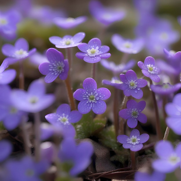 Field of Hepatica Americana flowers Wildflower illustration