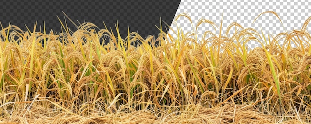 A field of yellow rice plants stock png