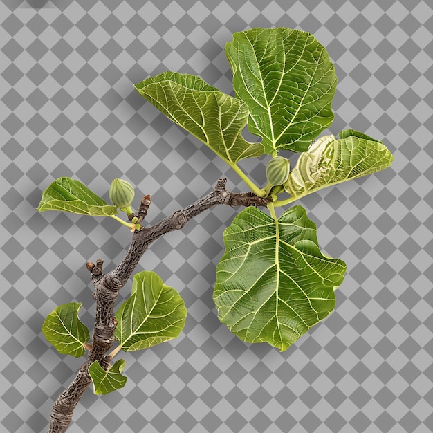 PSD fig branch lobed and deciduous leaves that are arranged alte isolated tree branch on clean bg