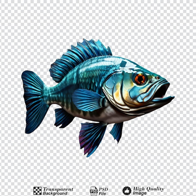 fish isolated on transparent background