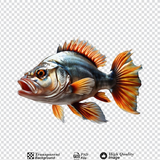 fish isolated on transparent background