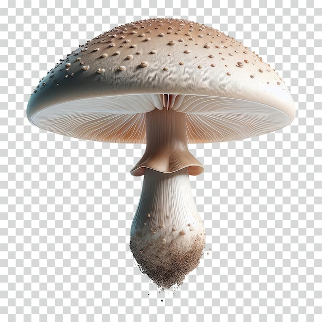 Floating mushroom transparent background