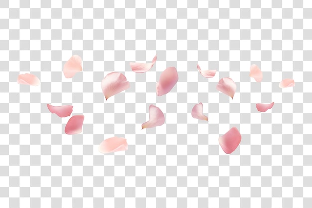 PSD floating pink rose petals