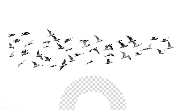 PSD a flock of birds flying over a camera with a picture of a bird flying in the background