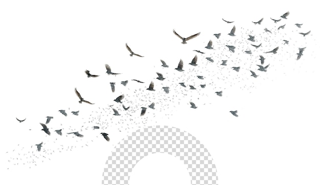 a flock of birds flying over a cross