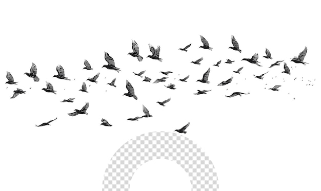 PSD a flock of birds flying over a grid with a lens cap