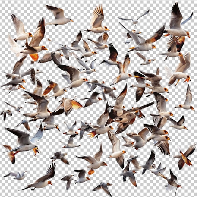 PSD flock birds flying isolated