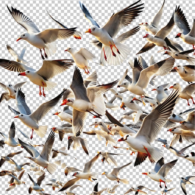 PSD flock birds flying isolated