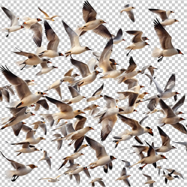 PSD flock birds flying isolated