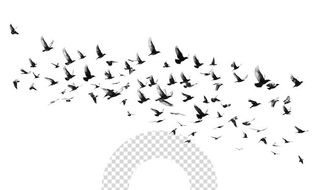 a flock of birds flying over a photo with a picture of a bird flying in the background