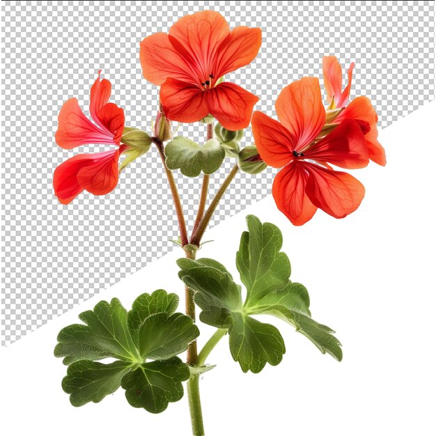 PSD flower clipart