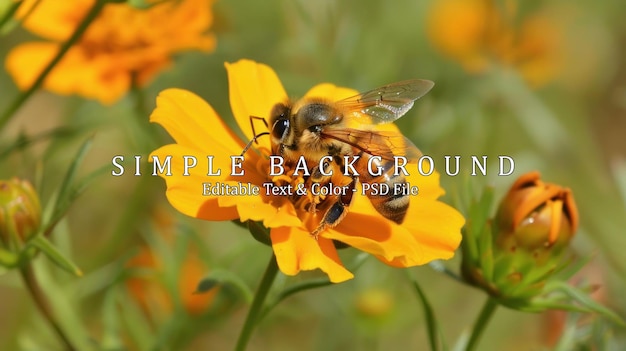 a flower is approached by a honey bee searching for nectar