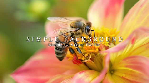 a flower is approached by a honey bee searching for nectar