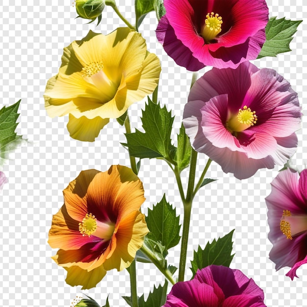 a flower is shown on a transparent background