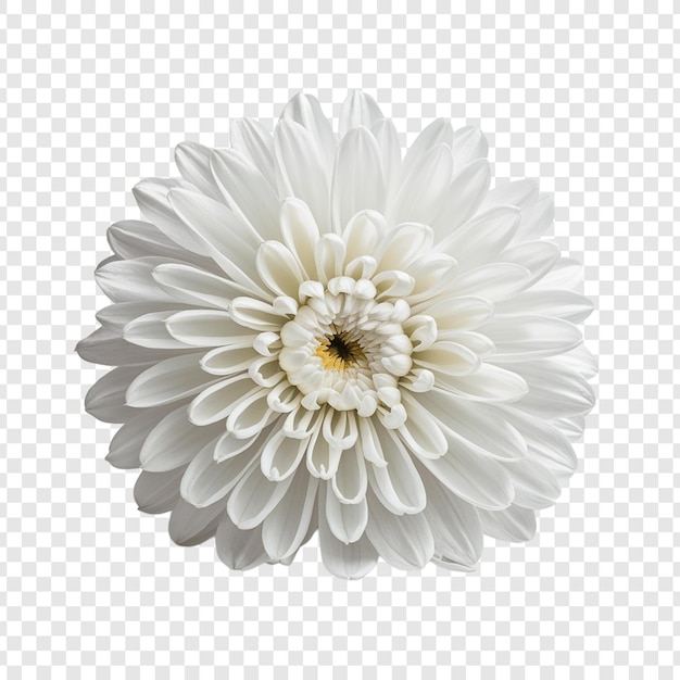 a flower is shown on a transparent background