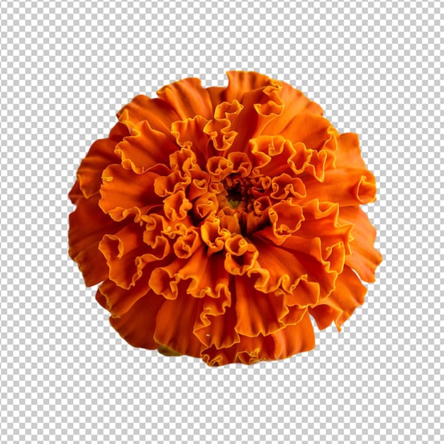 PSD a flower is shown on a transparent paper