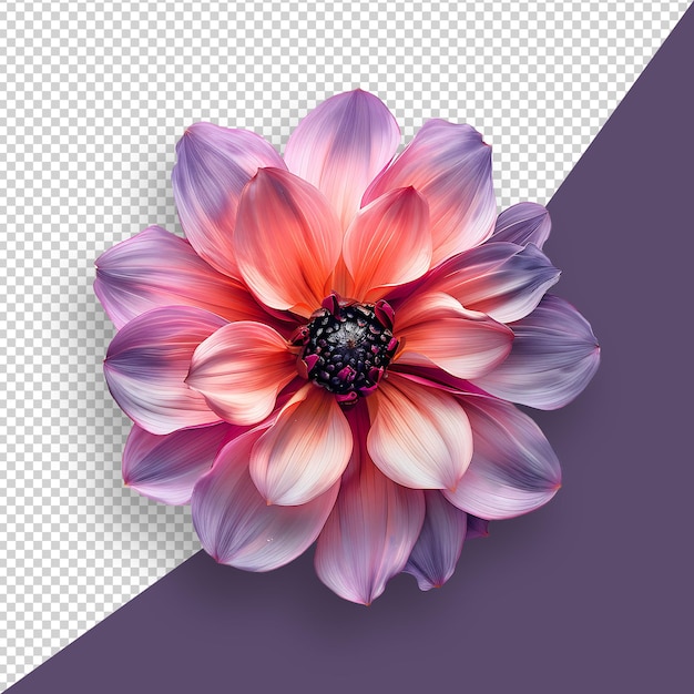 Flower isolated on transparent background