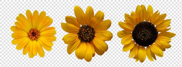 Flower object with transparent background psd